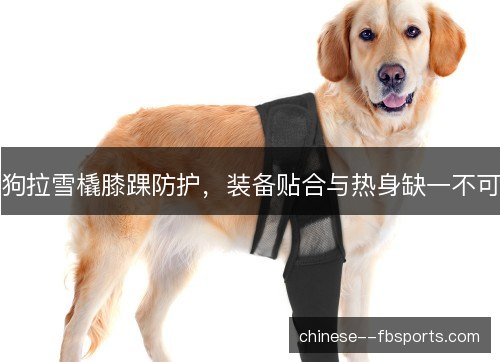 狗拉雪橇膝踝防护，装备贴合与热身缺一不可